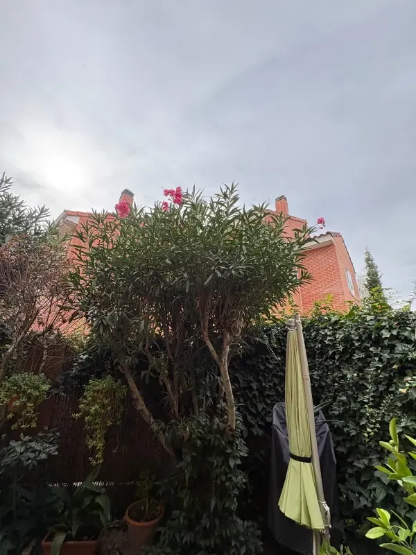 Adelfa en flor en patio con plantas