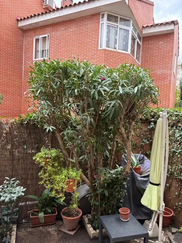 Patio con adelfas y plantas en maceta