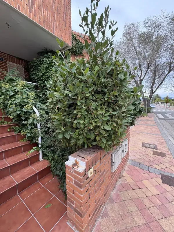 Antes: Arbusto invadiendo la escalera de entrada antes de la poda