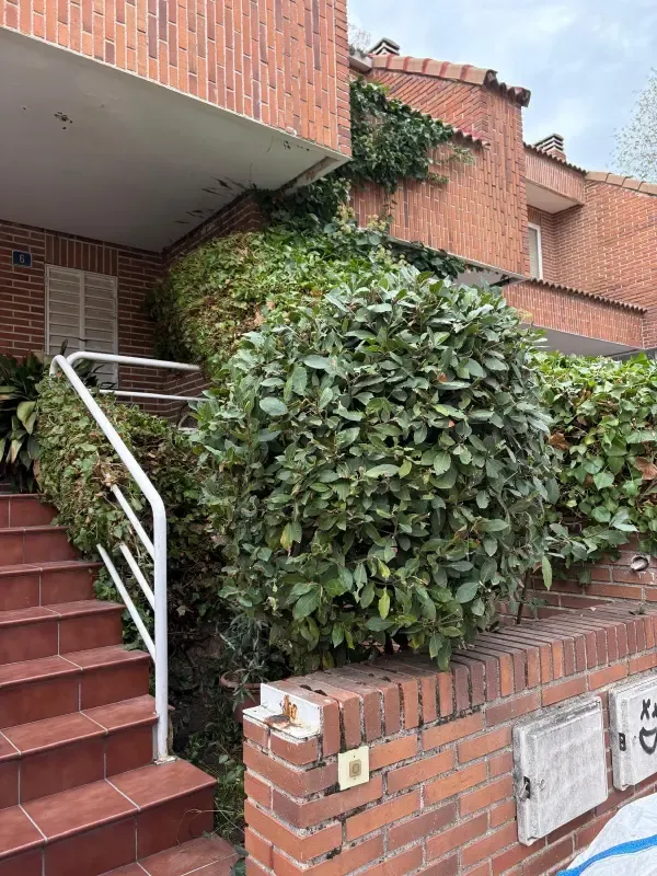 Después: Arbusto de la escalera de entrada después de la poda