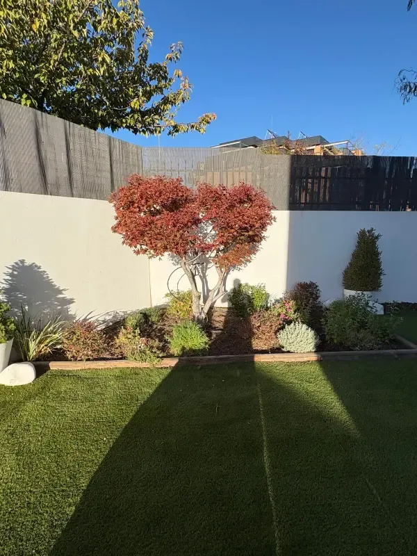 Arce japonés en jardín con césped artificial al atardecer