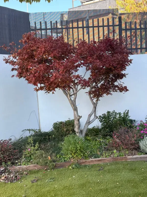 Arce japonés rojo en parterre ajardinado