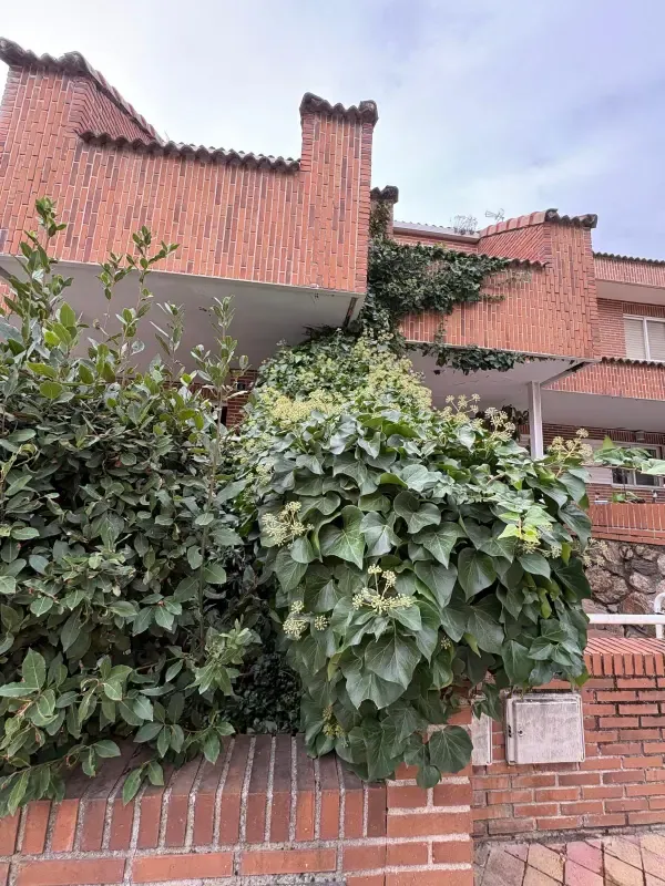 Hiedra cubriendo la fachada antes de la poda