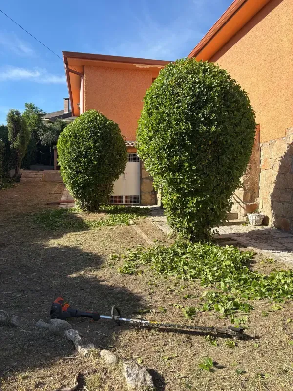 Arbustos podados con forma redondeada en jardín de chalet