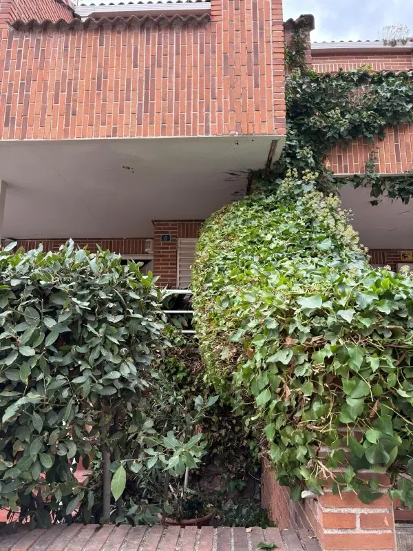 Seto de hiedra recortado junto a la entrada de una vivienda